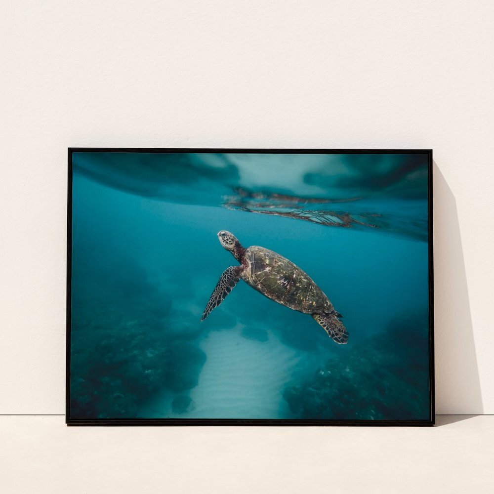 19x13" unframed underwater sea turtle ocean mammal turtle art print photography
